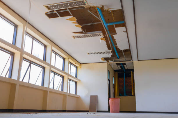 Best Mold removal after water damage  in Coalfield, TN