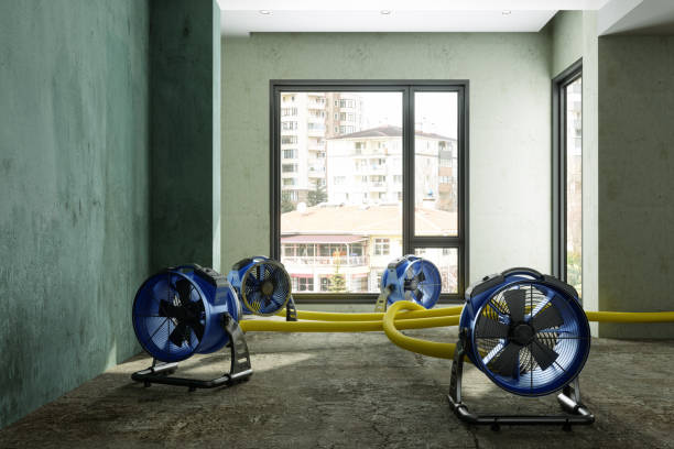 Best Professional water damage repair  in Coalfield, TN